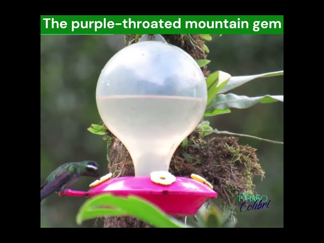 Vídeo relacionado con COCONUT Ganchos de pastor resistentes de 78 pulgadas para exteriores, poste de comedero de pájaros con base de 5 puntas, gancho de pastor de altura ajustable para comedero de colibríes, comedero de