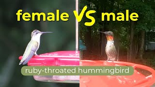 Download lagu Burung kolibri tenggorokan merah betina vs jantan: perbedaan utama mp3 Download lagu Burung kolibri tenggorokan merah betina vs jantan: perbedaan utama mp3