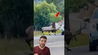 Ninguem ENTENDIA Esse Cervo! 🦌