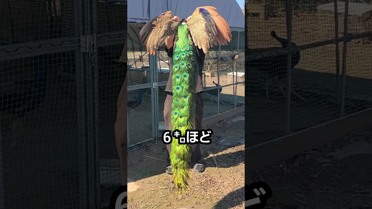 巨大なクジャクを運ぶ方法 / How to Transport a Peacock