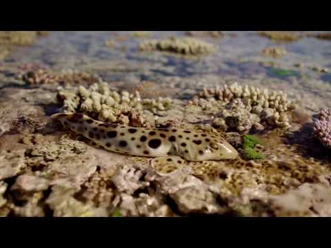 BBC Earth：The walking shark - Great Barrier Reef