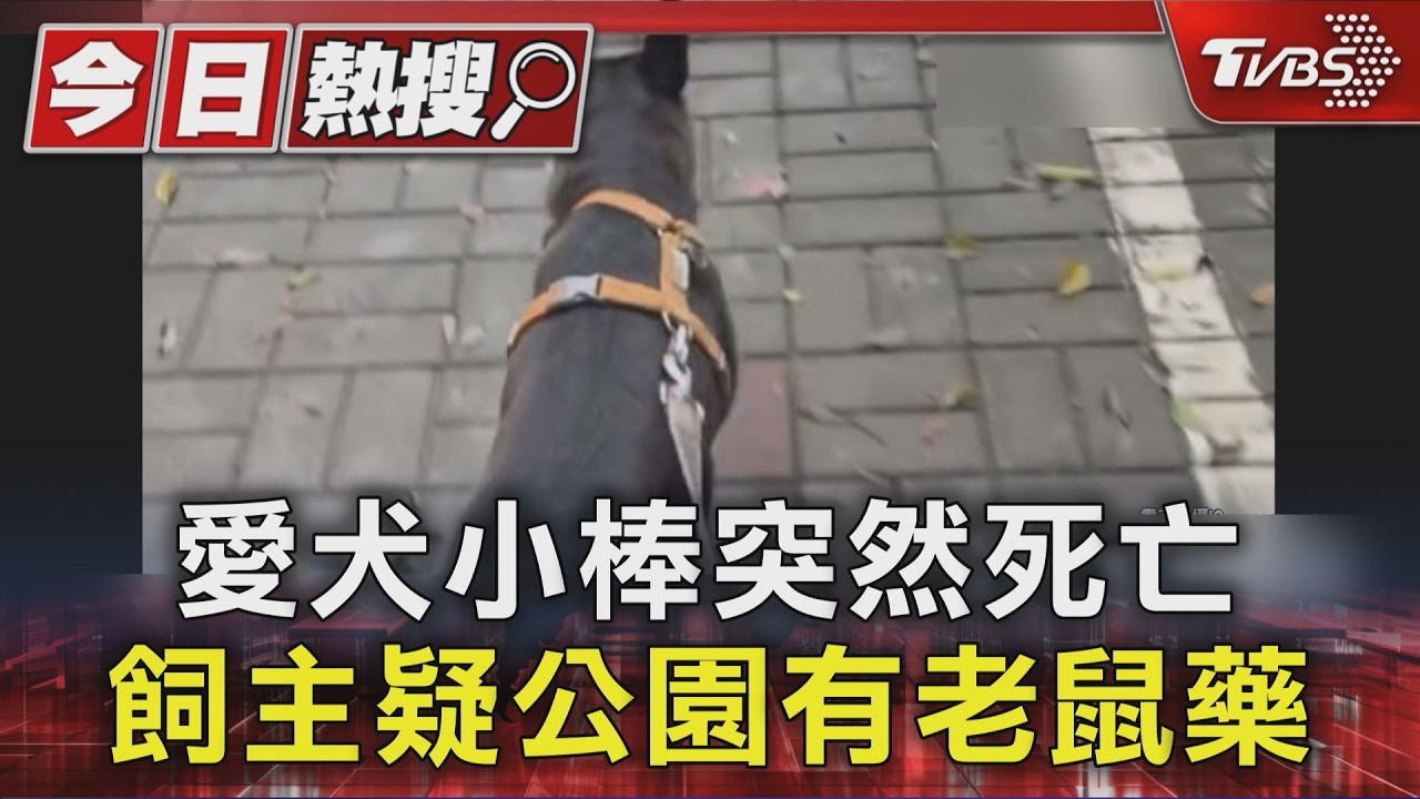 影音/黑狗公園散步回家半小時亡!排血便飼主心碎:疑誤食老鼠藥