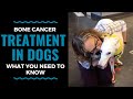 Bone Cancer Treatment In Dogs What You Need To Know Part 2 Vlog 72