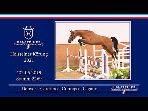 Holsteiner Körlot 2021 | Nr. 31 v. Denver - Caretino - Contago - Lagano
