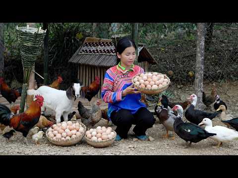 A Miracle Happened on the Farm – A Success That Blew Han Up with Happiness