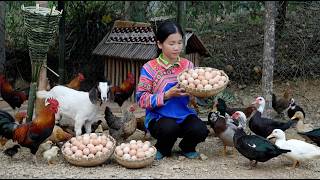 Download lagu A Miracle Happened on the Farm – A Success That Blew Han Up with Happiness mp3