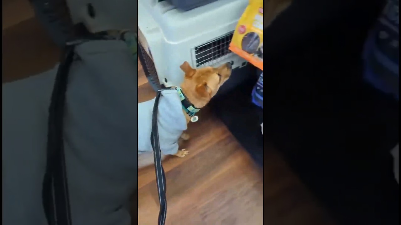 Enlarge Pumba, a ADOPTABLE mixed breed in London, ON video 6/6