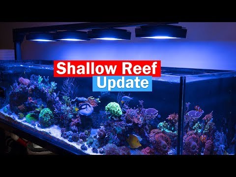 Shallow Reef Update on the Custom 6' Shallow Reef Tank!