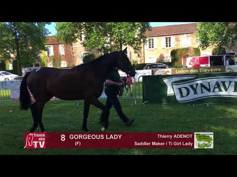 Sprinter Sacré Show 2018 : Lot 8 - GORGEOUS LADY