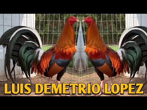 Pure Kelso Sweater 5k - LDL FARM - Luis Demetrio Lopez