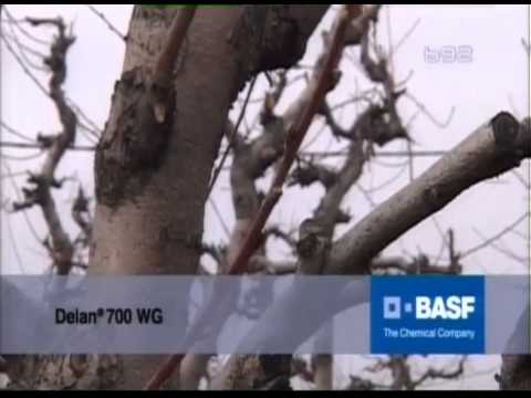 BASF interventna za 17.02.2013.