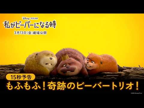 15秒予告｜モフモフ！奇跡のビーバートリオ！