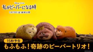 15秒予告｜モフモフ！奇跡のビーバートリオ！
