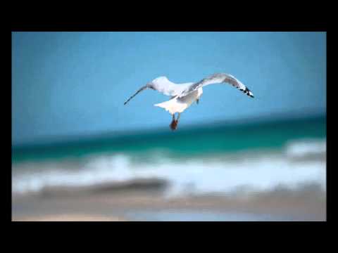 GAIVOTA - NEY MATOGROSSO