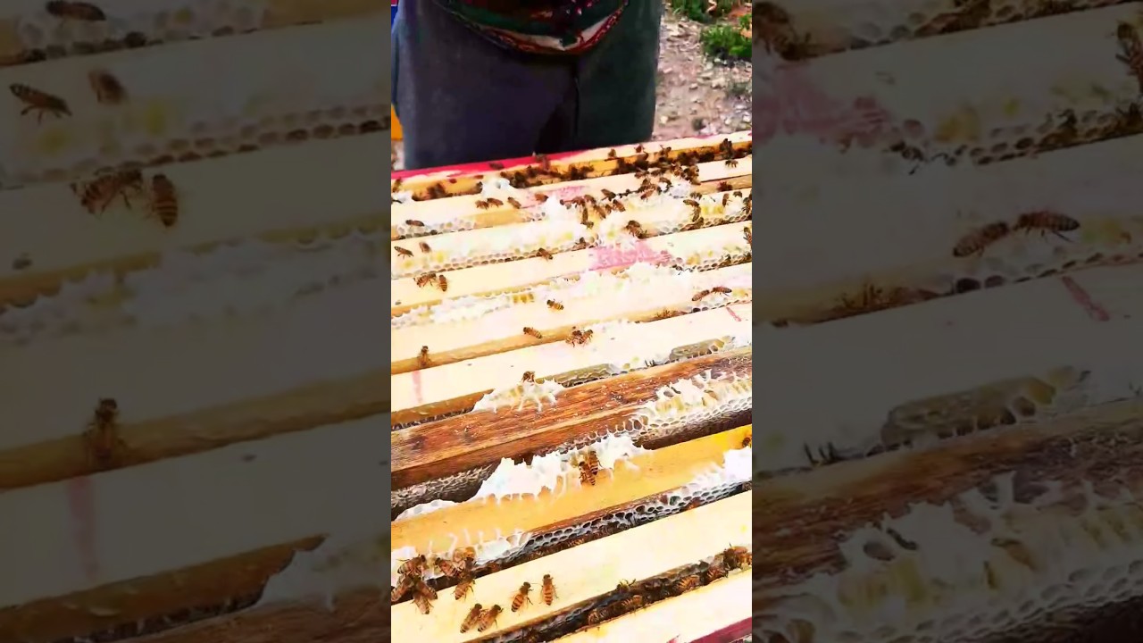 oh, macizo macizoo!! #apiculturamacizo #shortvideo #viralshort #viralvideo #bee