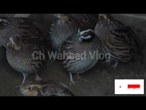 BobWhite Quail | BobWhite Quail sound | Quail voice | Beautiful Bird