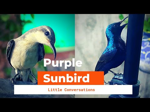 Sunbird In India | Sunbird Not Hummingbird | Purple Sunbird | Little Converstions |