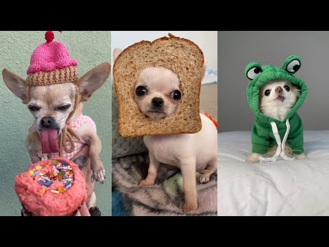 Funny TikTok Chihuahua Compilation