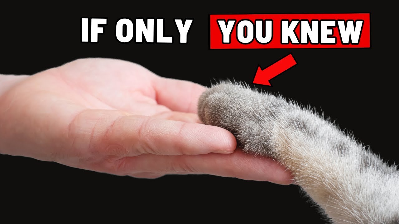 11 Things Your Cat Wishes You Knew