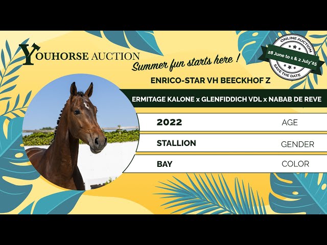 Enrico-Star vh Beeckhof Z