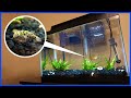 Green Spotted Puffer Tank Setup Brackish Water