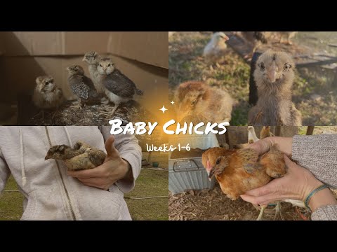 Baby Chicks Weeks 1 to 6 Growth and Development