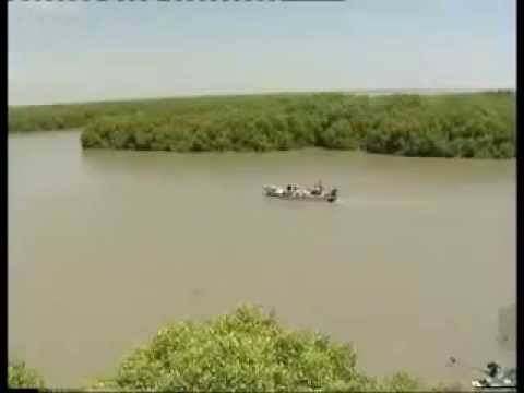 Muthupettai Mangrove Forest (Lagoon)