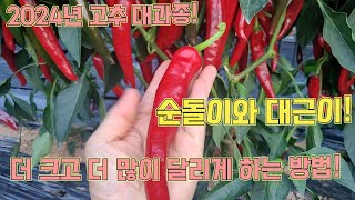 정말 크게 자라는 순돌이와 대근이!! 더 크고 더 많이 달리게 하는 방법!! 고추 농사 잘 짓는 법!!