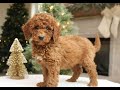 Mini Goldendoodle dogs for sale: Ozzy  - Video 1