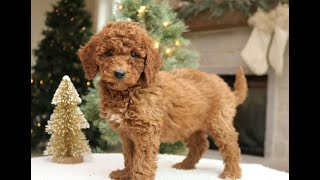 Video preview image #1 Goldendoodle (Miniature) Puppy For Sale in NARVON, PA, USA