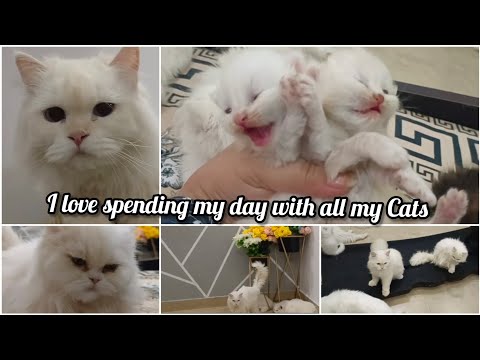 I love spending my day with all my Cats in one room |my cats love playing with mattress|Persian Cats