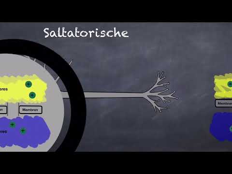 Erregungsleitung am Axon