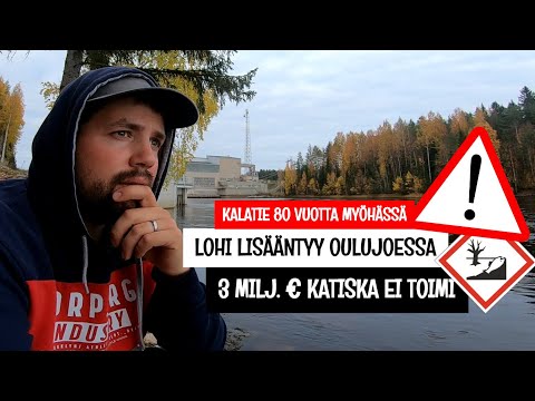 JOKI TÄYNNÄ LOHTA JA TAIMENTA - MAAILMAN KALLEIN JA HUONOIN KATISKA - MISSÄ ON OULUJOEN KALATIET?
