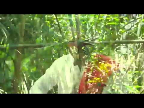 BODWESE-ASORE ft.1Kolo