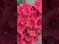Black Knight Hydrangea