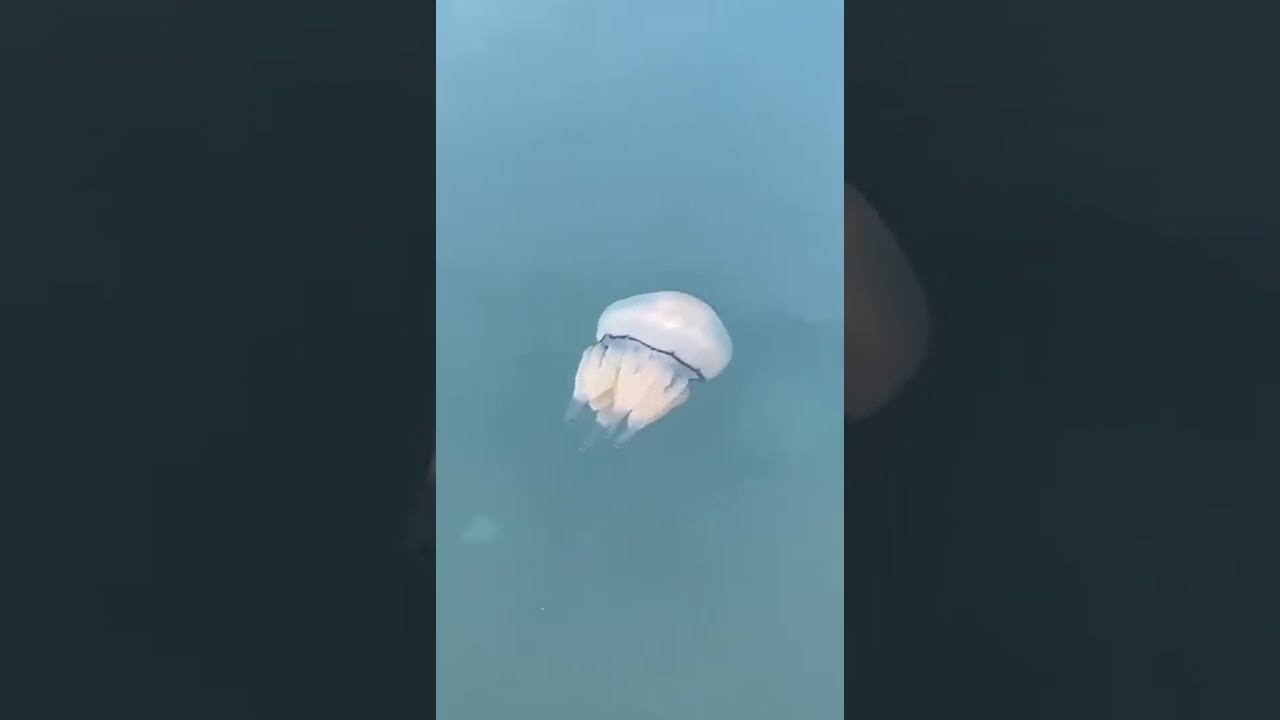 Biggest Jellyfish I’ve Ever Seen!!!