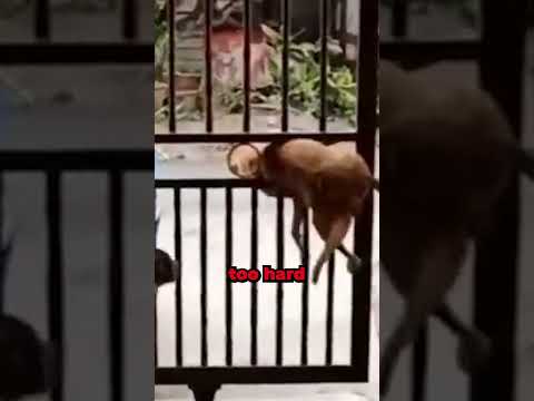 Smart Dog 🧠 vs Dumb Dog ❌