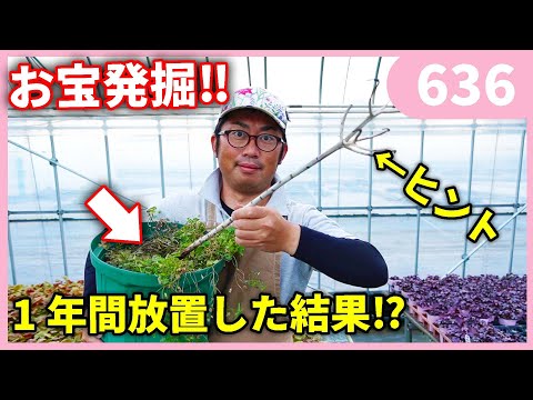 プレーリーユリ、カマシア