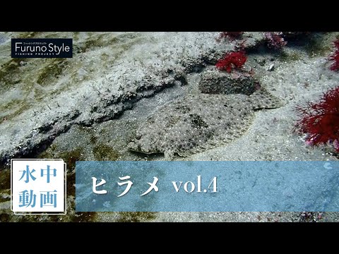 ヒラメ vol.4