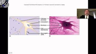 Nervous Tissue