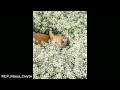 Smash Mouth All Star Speed Up Nightcore