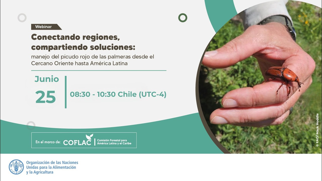Conectando regiones, compartiendo soluciones: manejo del picudo rojo de Oriente a América Latina