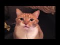 Mylo The Cat S Live Stream