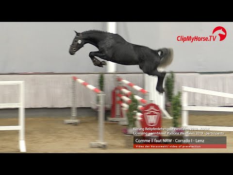 Hengst v. Comme il faut NRW - Corrado I - Lenz