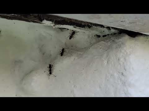 Opening in the Siding Allows Ants to Infest the Basement in Bayville, NJ