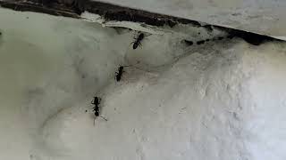 Watch video: Opening in the Siding Allows Ants to Infest the Basement in Bayville, NJ