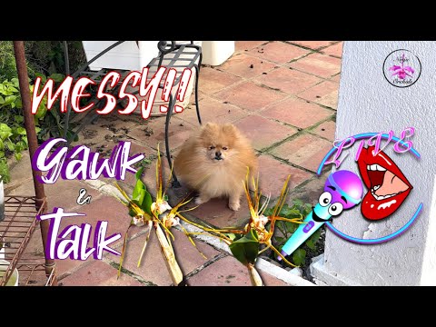 WHAT a MESS!! The SHAME 🫣 Patio Tour February 2026 🥷🏼🌸 #ninjaorchids