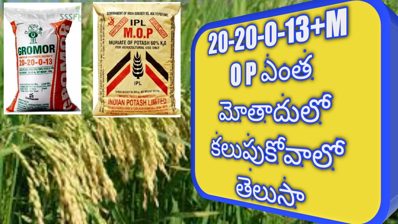 how to use 20-20-0-13+M O P FERTILIZERS in paddy and how to mix above twofertilizers@eruvaaka