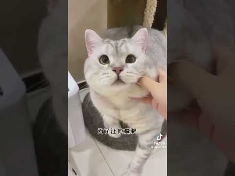 Harun Memmedov heyvanlar#100k