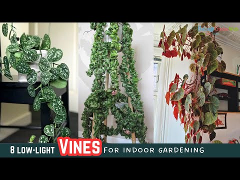 8 low-light Vines for Indoor Gardening | Best Vines  #vines